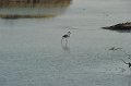 21.10.2012 Saline di Priolo (96)